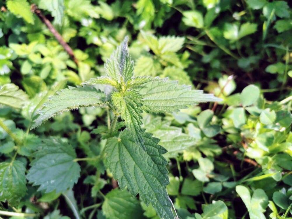 Kräutertee "Des wird scho wieder!" 25 g – Bild 3