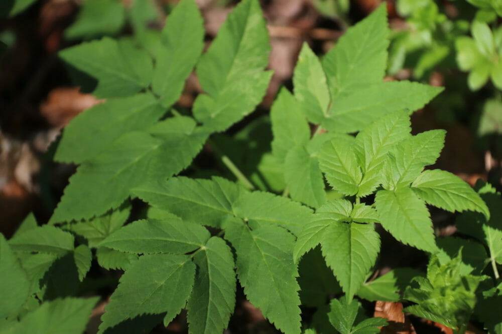 AlmSalz „Salzburger Almkräuter“ 50 g – Bild 4