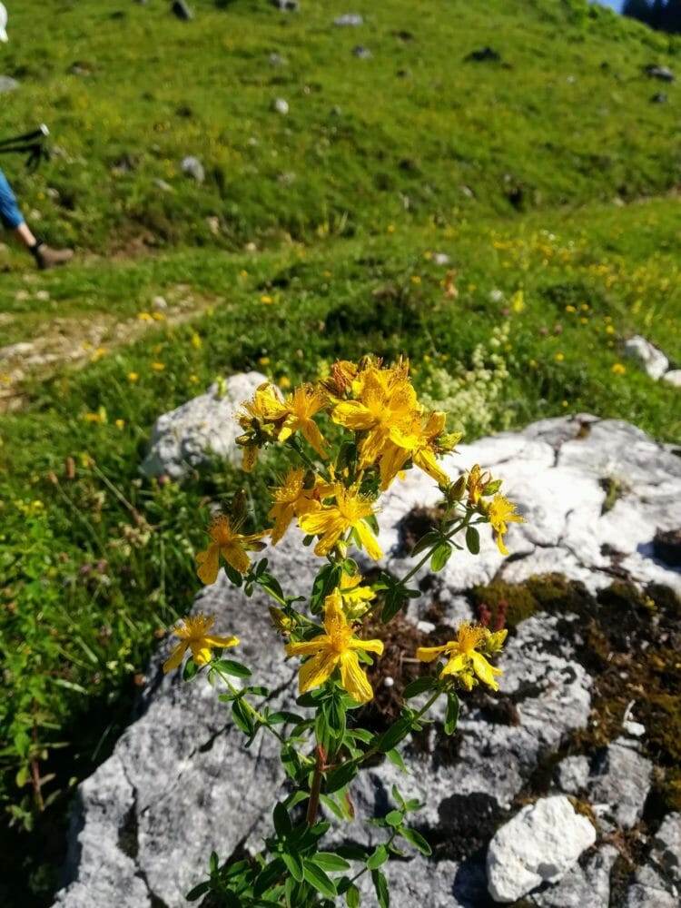 Kräutertee "Des wird scho wieder!" 25 g – Bild 4