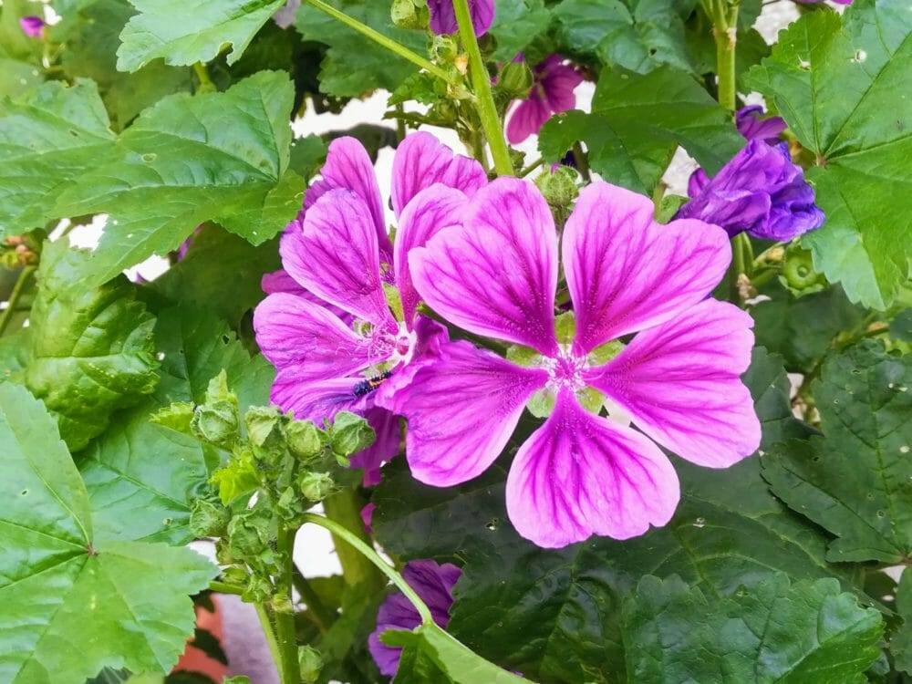 Kräutertee "I brauch a Pause..." 25 g – Bild 4