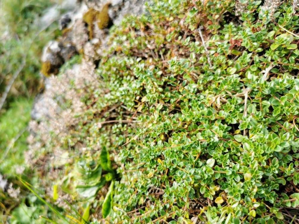 AlmSalz „Salzburger Almkräuter“ 50 g – Bild 3