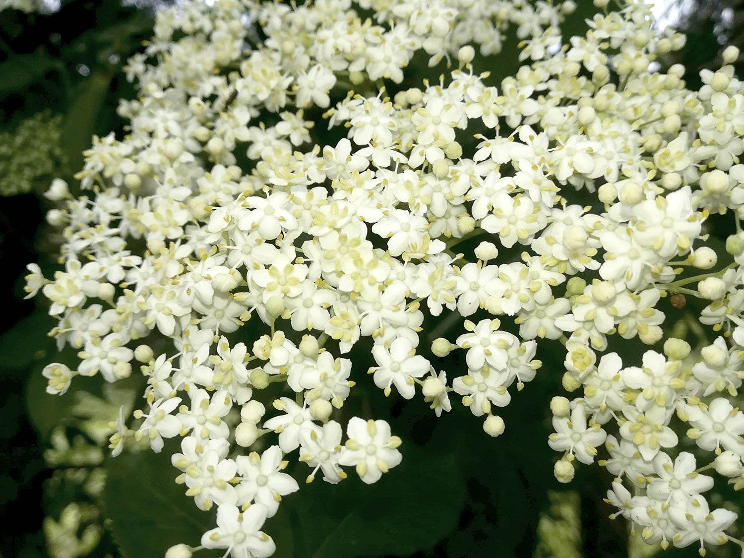 Holunderblüten