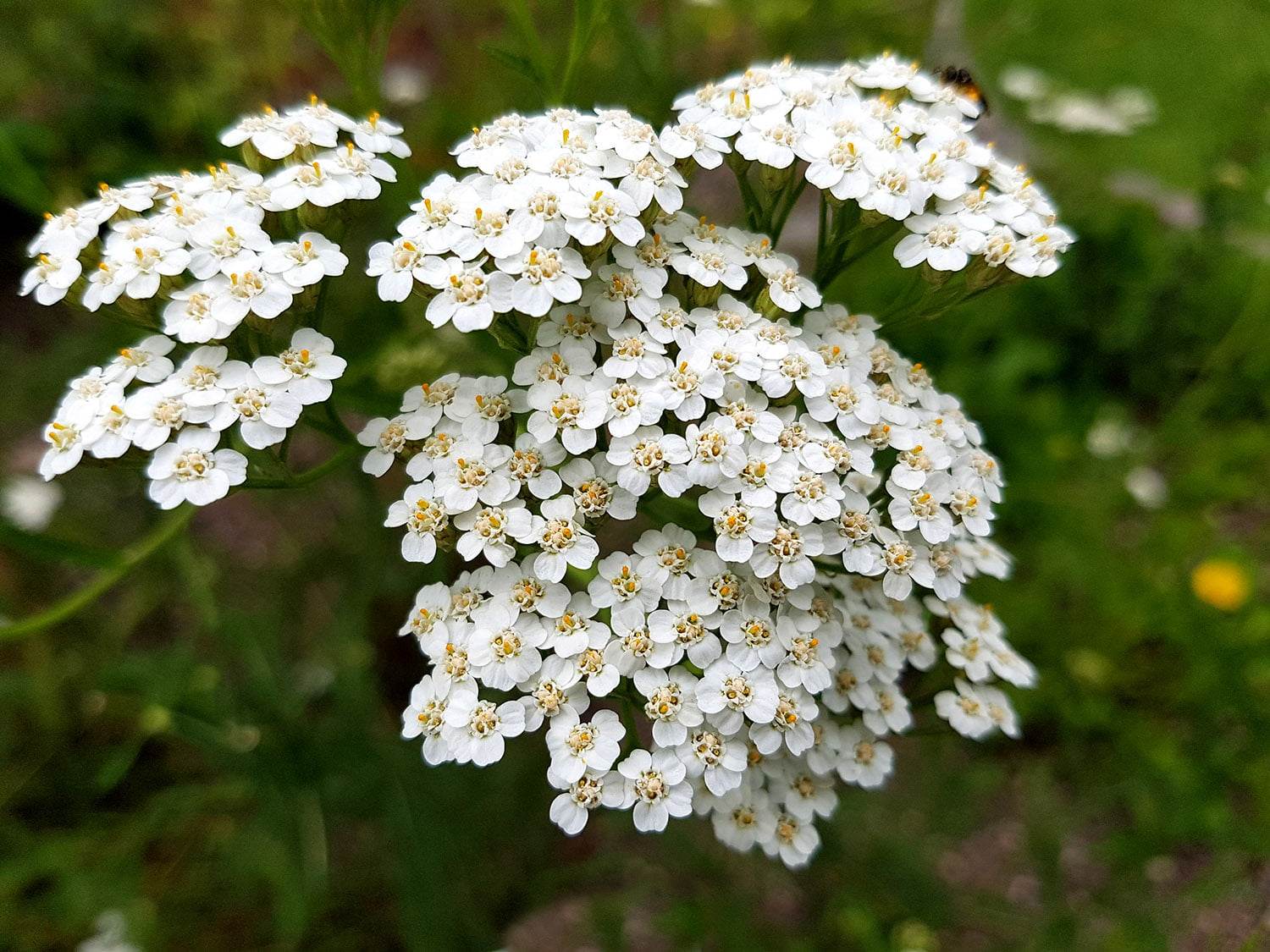 Schafgarbe