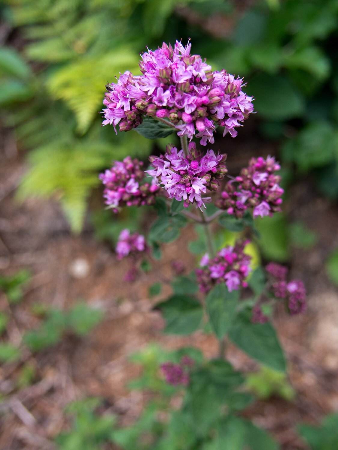 Dost – Origanum vulgaris