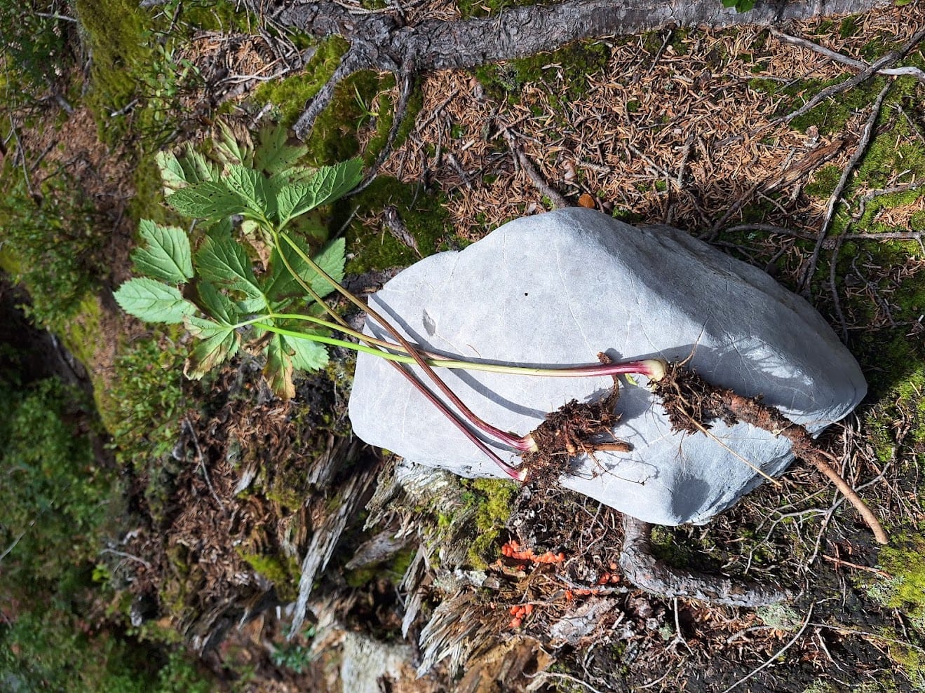 Meisterwurz-Tinktur 100 ml – Bild 6