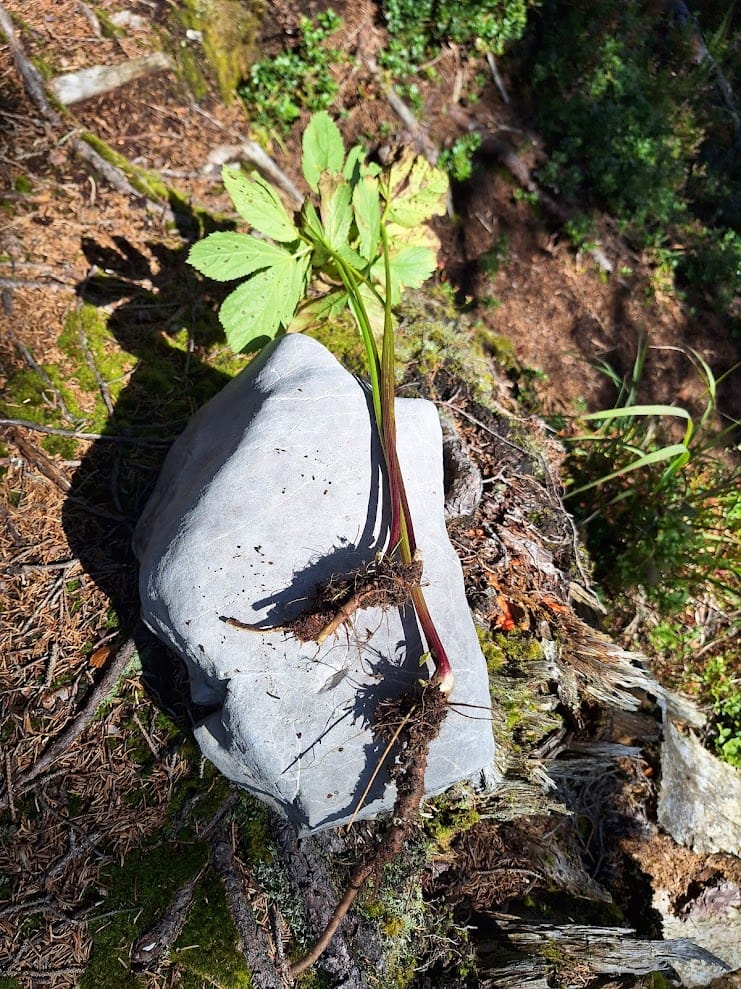 Meisterwurz-Tinktur 100 ml – Bild 2