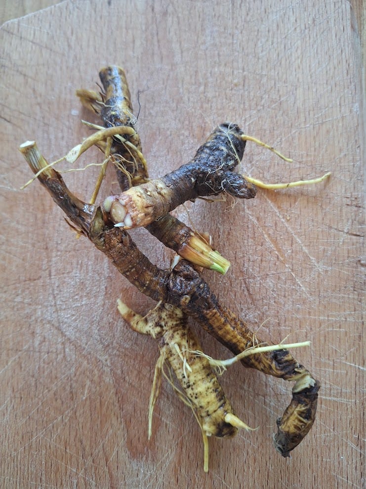 Meisterwurz-Tinktur 100 ml – Bild 5