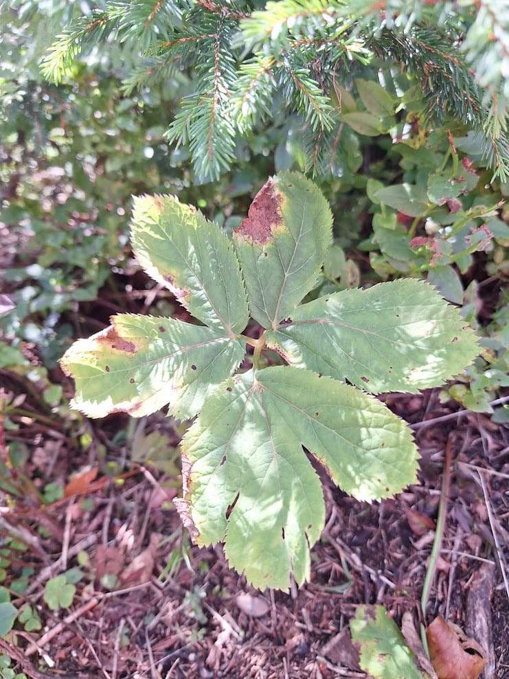 Meisterwurz-Tinktur 100 ml – Bild 3